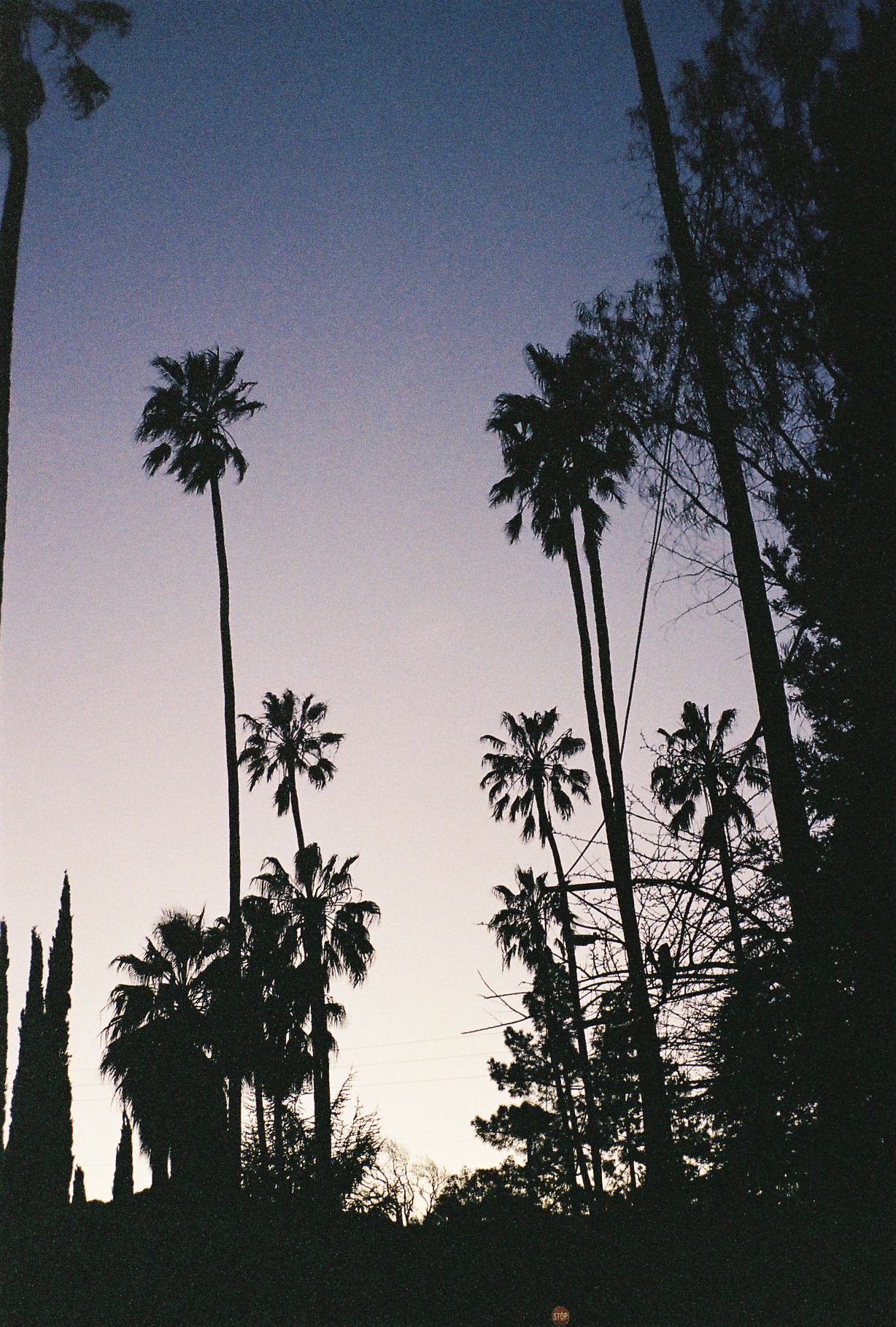 cupertino dawn contax t2